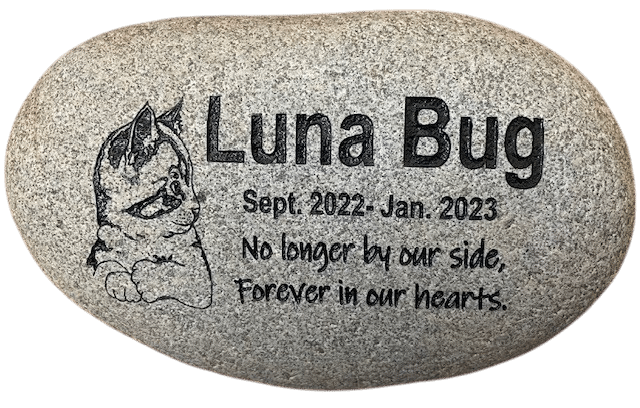 Luna Bug Transparent-Photoroom Luna Bug Transparent Photoroom
